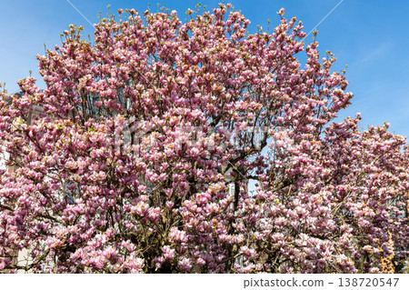 Pink magnolia bloom covers branches clear blue sky vibrant spring color delicate floral canopy soft petals fresh botanical atmosphere. Sunny daylight ornamental tree beauty symbol renewal serenity Pink magnolia bloom covers branches clear blue sky vibrant spring color delicate floral canopy soft petals fresh botanical atmosphere. Sunny daylight ornamental tree beauty symbol renewal serenity 138720547