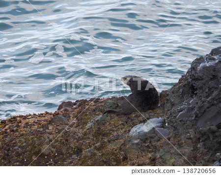 一隻海獺棲息在岩石上 一隻海獺棲息在岩石上 138720656