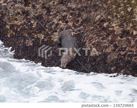 A sea otter resting on a rock A sea otter resting on a rock 138720665