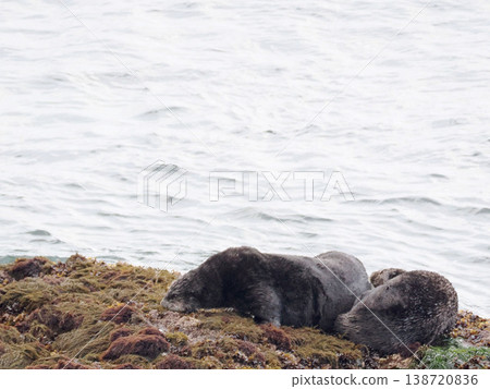 Friendly sea otters resting on a rock. 138720836
