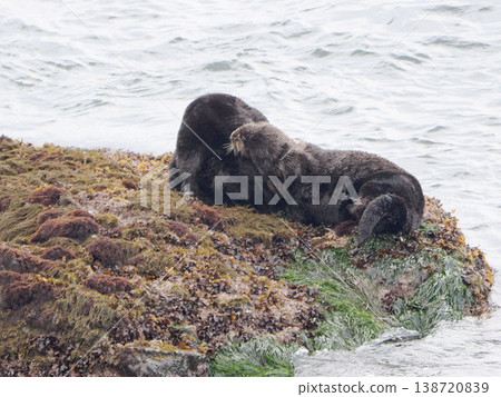 Friendly sea otters resting on a rock. 138720839