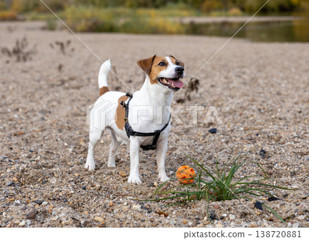 Happy Small Dog Standing On Sandy Beach With Orange Ball Autumn Park 138720881