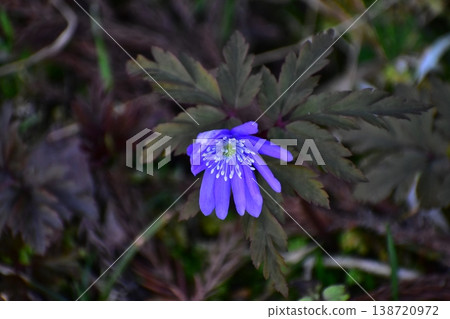 Flower telling the arrival of spring Flower telling the arrival of spring 138720972