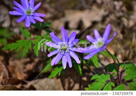 花告訴春天的到來 花告訴春天的到來 138720979