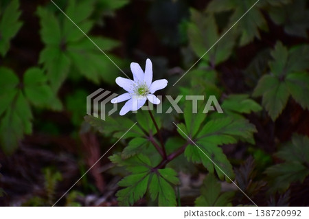 Flower telling the arrival of spring 138720992