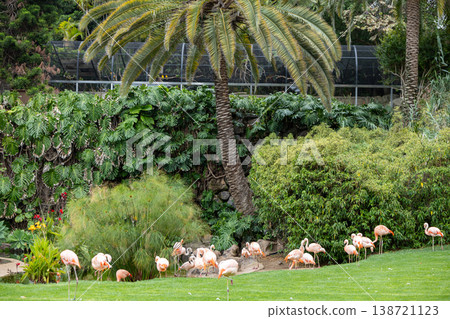 Pink Flamingos Standing on Green Lawn in Lush Tropical Garden Landscape Pink Flamingos Standing on Green Lawn in Lush Tropical Garden Landscape 138721123