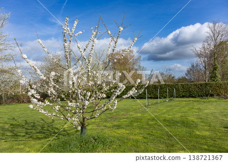 Flowering tree in green field under blue sky spring season landscape natural environment 138721367