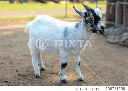 Cute Baby Goat Standing On Farm Ground In Natural Daylight Closeup 138721368