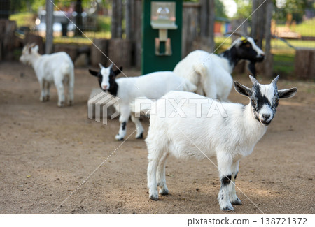 Several young goats standing together inside a farm enclosure Several young goats standing together inside a farm enclosure 138721372