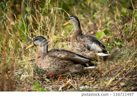 Wild Duck Pair Resting On Grass Near Water In Natural Habitat Close Up Wildlife Scene 138721497