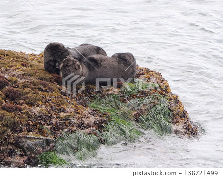 友善的海獺在岩石上休息。 友善的海獺在岩石上休息。 138721499