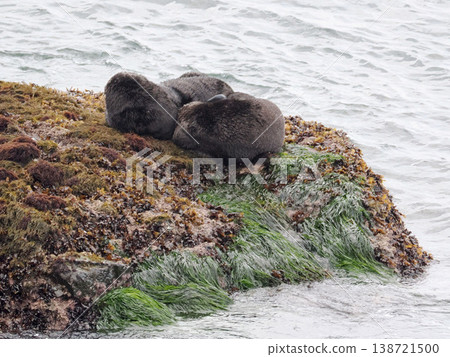 友善的海獺在岩石上休息。 友善的海獺在岩石上休息。 138721500