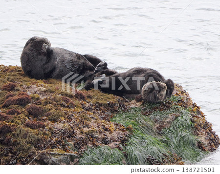 友善的海獺在岩石上休息。 友善的海獺在岩石上休息。 138721501