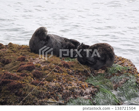 Friendly sea otters resting on a rock. Friendly sea otters resting on a rock. 138721504
