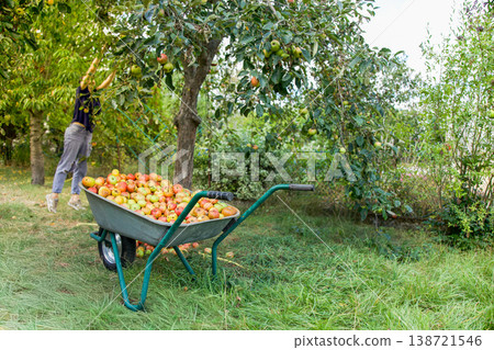 Apple Harvest in Organic Orchard with Wheelbarrow Full of Fresh Apples and Farmer Picking Fruit Apple Harvest in Organic Orchard with Wheelbarrow Full of Fresh Apples and Farmer Picking Fruit 138721546