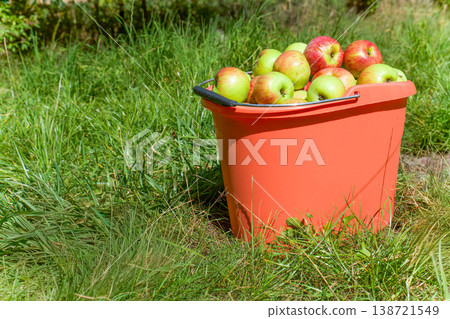 Harvested Apples in Red Bucket on Green Grass in Outdoor Orchard Harvested Apples in Red Bucket on Green Grass in Outdoor Orchard 138721549