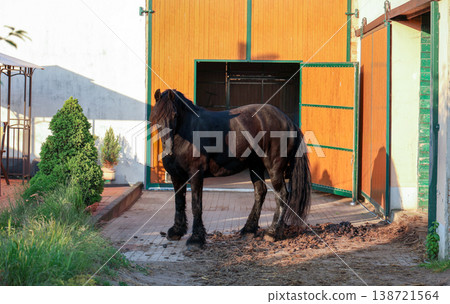 Black Horse Standing Near Stable Door in Rural Farm Setting 138721564