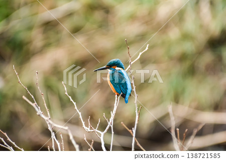 A kingfisher perches on a tree in search of food. A kingfisher perches on a tree in search of food. 138721585