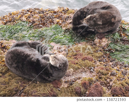 友善的海獺在岩石上休息。 友善的海獺在岩石上休息。 138721593