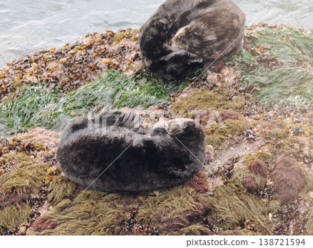 Friendly sea otters resting on a rock. Friendly sea otters resting on a rock. 138721594