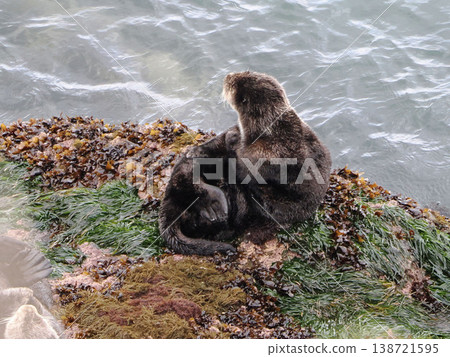 一隻海獺棲息在岩石上 一隻海獺棲息在岩石上 138721595