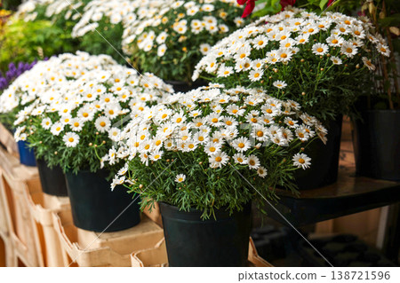 White Daisy Flowers In Black Pots Displayed At Flower Market Spring Garden Plant Sale White Daisy Flowers In Black Pots Displayed At Flower Market Spring Garden Plant Sale 138721596