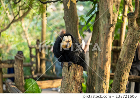 White Faced Saki Monkey Sitting on Tree Trunk in Tropical Zoo Environment 138721600