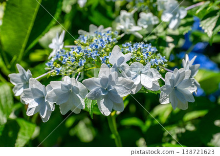 White Hakuji Hydrangea White Hakuji Hydrangea 138721623