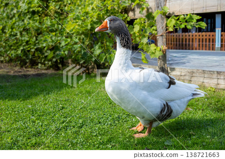 Domestic goose standing on green grass in rural garden with vineyard background, farm animal lifestyle and sustainable countryside farming concept Domestic goose standing on green grass in rural garden with vineyard background, farm animal lifestyle and sustainable countryside farming concept 138721663