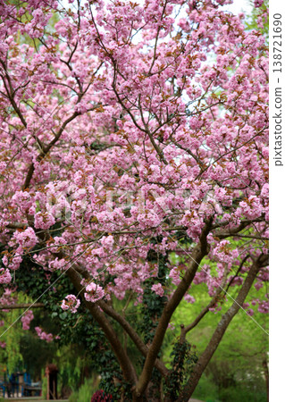 Blooming Cherry Blossom Tree Spring Pink Flower Nature Background Blooming Cherry Blossom Tree Spring Pink Flower Nature Background 138721690