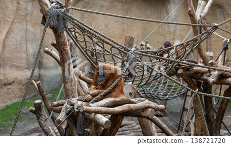 Orangutan Resting on Wooden Platform Endangered Species and Mindfulness Concept Orangutan Resting on Wooden Platform Endangered Species and Mindfulness Concept 138721720