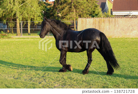Black Horse Walking on Green Meadow in Natural Sunset Light 138721728