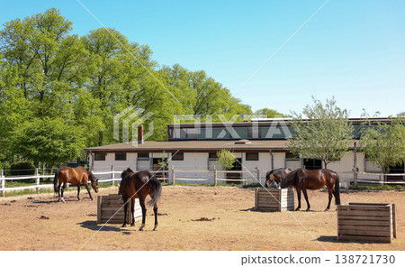 Chestnut Horse Standing In Training Arena Equestrian Care Farm 138721730