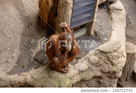 Orangutan Sitting Thoughtfully in Natural Habitat Endangered Wildlife and Mindfulness Concept Orangutan Sitting Thoughtfully in Natural Habitat Endangered Wildlife and Mindfulness Concept 138721731