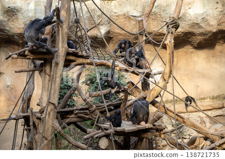 Group of Chimpanzees Playing on Wooden Structure Teamwork and Social Connection Concept 138721735