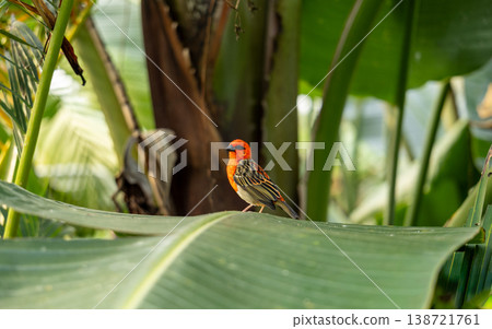 Bright Red Tropical Bird Sitting on Large Green Leaf Exotic Wildlife in Lush Jungle Environment Bright Red Tropical Bird Sitting on Large Green Leaf Exotic Wildlife in Lush Jungle Environment 138721761