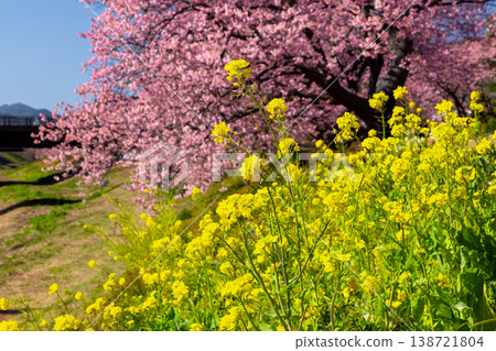 靜岡縣鴨郡南飯津町下鴨南櫻花油菜花節:青野川沿岸早春盛開的河津櫻花和油菜花。 靜岡縣鴨郡南飯津町下鴨南櫻花油菜花節:青野川沿岸早春盛開的河津櫻花和油菜花。 138721804