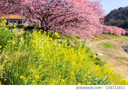 Minami Cherry Blossom and Rapeseed Blossom Festival, Shimogamo, Minamiizu-cho, Kamo-gun, Shizuoka Prefecture: Early-blooming Kawazu cherry trees and rapeseed blossoms along the Aono River. Minami Cherry Blossom and Rapeseed Blossom Festival, Shimogamo, Minamiizu-cho, Kamo-gun, Shizuoka Prefecture: Early-blooming Kawazu cherry trees and rapeseed blossoms along the Aono River. 138721811