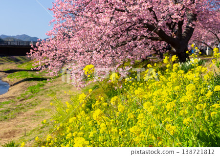 Minami Cherry Blossom and Rapeseed Blossom Festival, Shimogamo, Minamiizu-cho, Kamo-gun, Shizuoka Prefecture: Early-blooming Kawazu cherry trees and rapeseed blossoms along the Aono River. Minami Cherry Blossom and Rapeseed Blossom Festival, Shimogamo, Minamiizu-cho, Kamo-gun, Shizuoka Prefecture: Early-blooming Kawazu cherry trees and rapeseed blossoms along the Aono River. 138721812