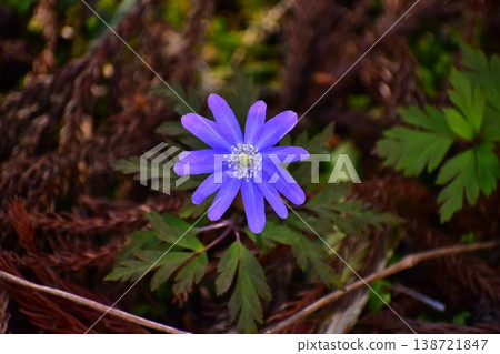 春天的花朵 春天的花朵 138721847