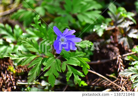 春天的花朵 春天的花朵 138721848
