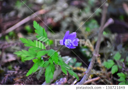 春天的花朵 春天的花朵 138721849