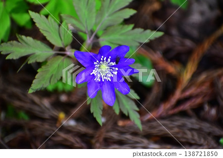 Spring flower Spring flower 138721850
