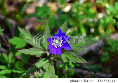 春天的花朵 春天的花朵 138721854
