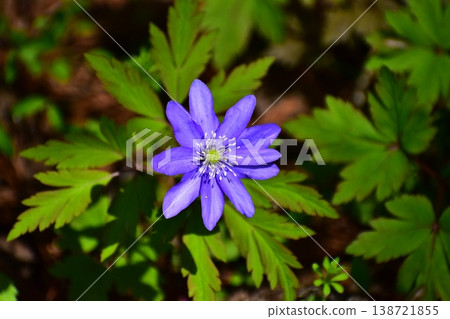 春天的花朵 春天的花朵 138721855