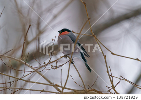 Wild birds photographed in Hokkaido: Bullfinch, a small bird perched on a branch in winter. Wild birds photographed in Hokkaido: Bullfinch, a small bird perched on a branch in winter. 138721929