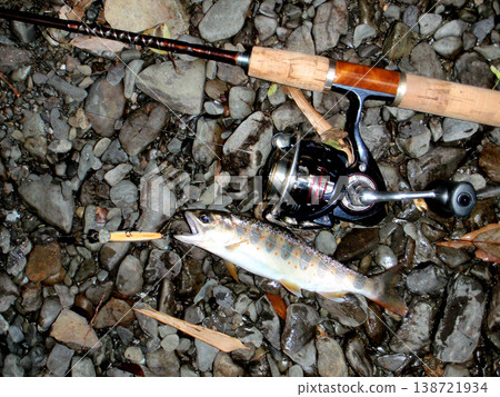 A beautiful amago trout caught with a lure. A beautiful amago trout caught with a lure. 138721934