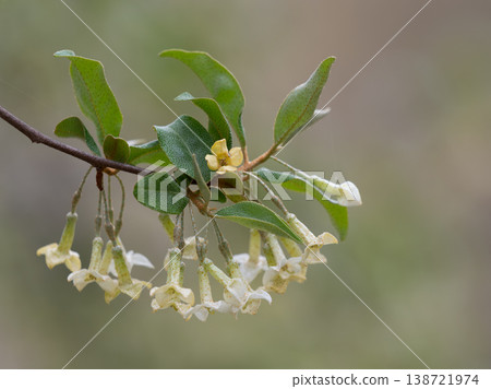 巨型橄欖樹的春天花朵 138721974