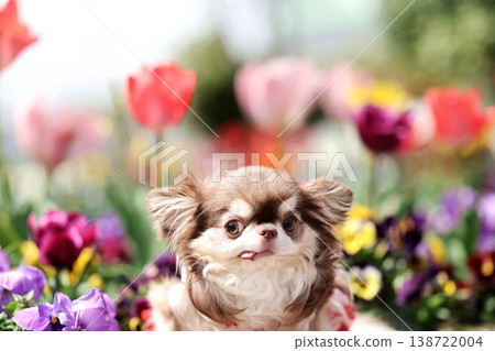 Chihuahua  138722004