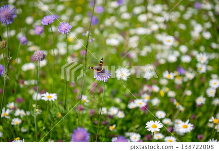 Colorful butterfly on purple wildflower in summer meadow macro nature background with soft bokeh Colorful butterfly on purple wildflower in summer meadow macro nature background with soft bokeh 138722008